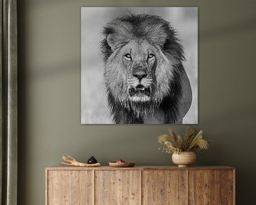 Auge in Auge mit dem afrikanischen Löwen von Michael Kuijl