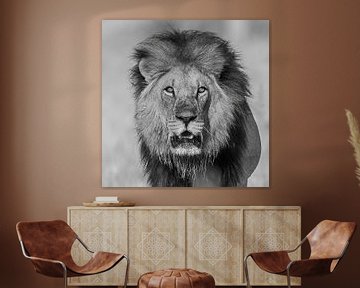 Oog in oog met de Afrikaanse Leeuw
