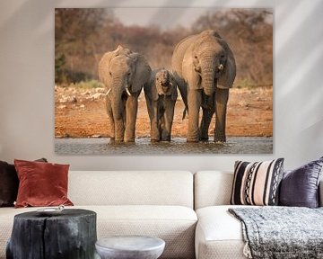 Boire des éléphants d'Afrique sur Michael Kuijl