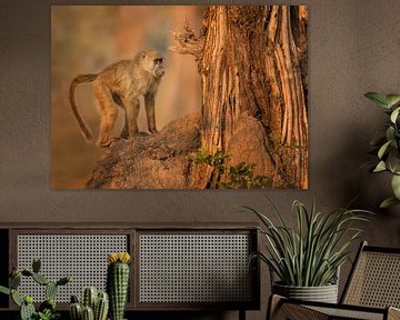 African baboon in the tree by Michael Kuijl