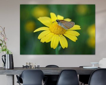 Vlinder op gele bloem van Patrick Ven