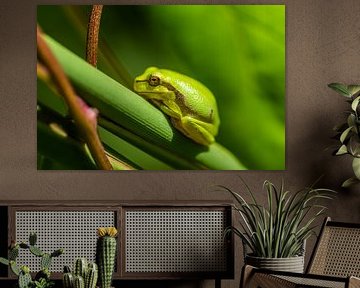 the tree frog