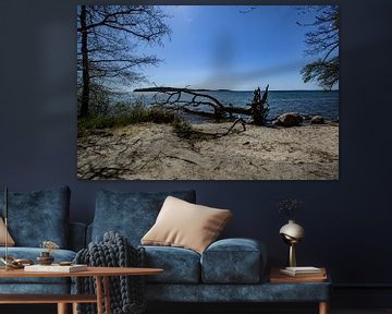 Tree trunk on the shore in the Goor, island Vilm, Lauterbach on Rügen by GH Foto & Artdesign