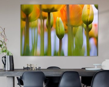 LP 70482603 Gele tulpen van BeeldigBeeld Food & Lifestyle