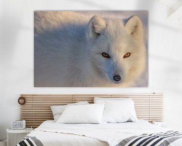 LP 71070125 Arctic fox by BeeldigBeeld Food & Lifestyle