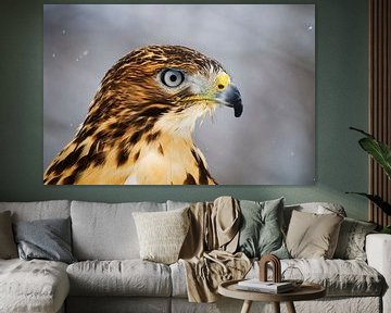 LP 71107965 Roodstaart buizerd van BeeldigBeeld Food & Lifestyle