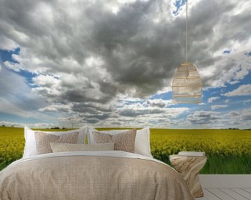 Rapsfeld bei Sehlen auf der Insel Rügen