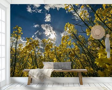 Raps, Rapsblüte auf der Insel Rügen