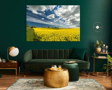 Rapsfeld bei Sehlen auf der Insel Rügen von GH Foto & Artdesign