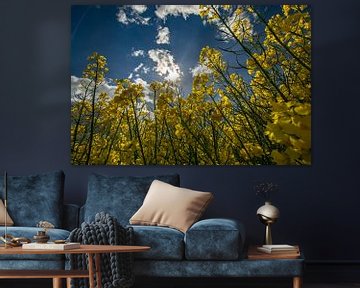 Rapsfeld bei Sehlen von GH Foto & Artdesign