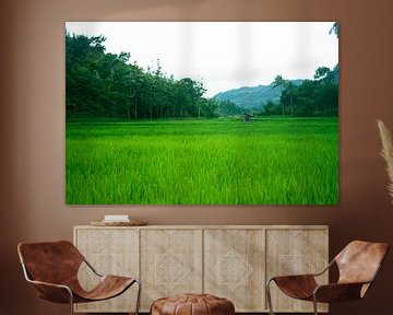 Groene rijstveld in Indonesië by André van Bel