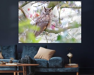 Long-eared Owl between Magnolia by Marjo Snellenburg