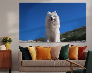 Samoyed sur Bo Valentino