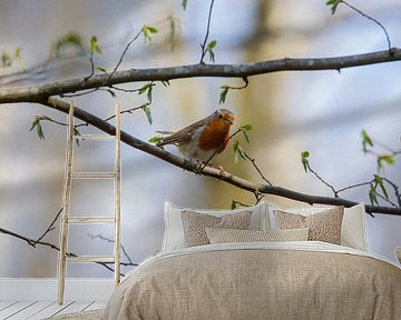 Redbreast on the branch by Martin Steiner