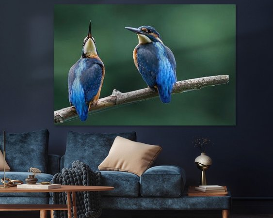 Aperçu de la chambre