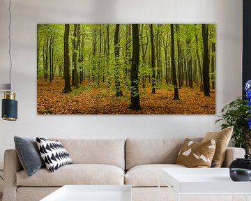 Beech tree forest by Sjoerd van der Wal Photography
