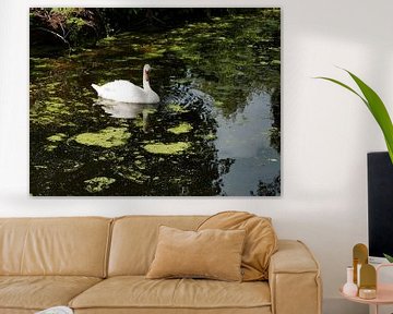 Lonely swan surrounded by duckweed in dark water by Gert Bunt