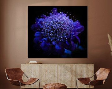 Bright purple wild flower