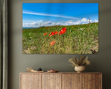 coquelicot rouge et fleurs de prairie, Groß Zicker, Rügen sur GH Foto & Artdesign