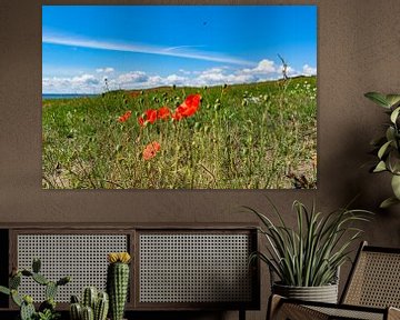 roter Klatschmohn und Wiesenblumen, Groß Zicker,  Rügen von GH Foto & Artdesign