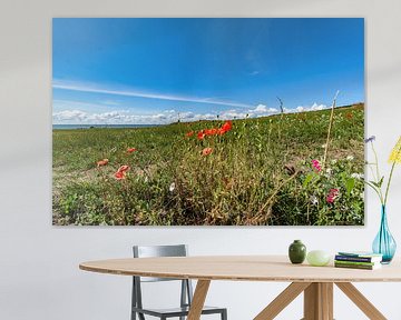 roter Klatschmohn und Wiesenblumen, Groß Zicker,  Rügen von GH Foto & Artdesign