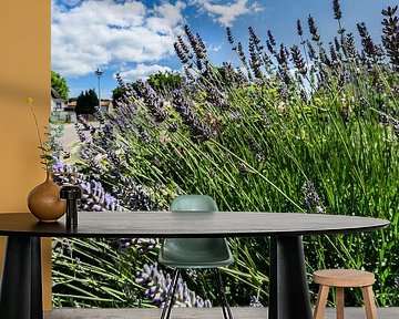 Lavendel, Groß Zicker,  Rügen