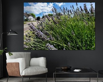 Lavender, Groß Zicker, Ruegen by GH Foto & Artdesign