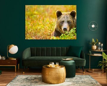 Portret van een bruine beer van Sam Mannaerts