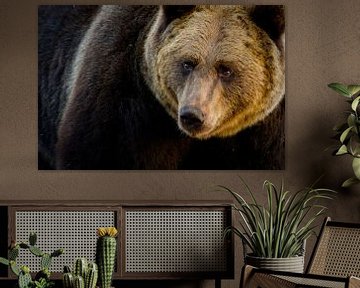 Portrait de l'ours brun sur Sam Mannaerts