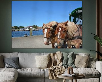 Pferde in Vitte auf der Insel Hiddensee von GH Foto & Artdesign
