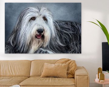 bearded collie van Claudia Moeckel