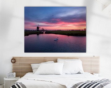 Zwanen bij zonsopkomst