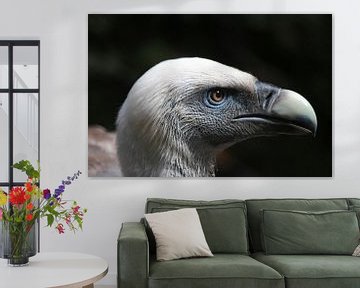 Southern European griffon vulture bird of prey by Evelien van der Horst