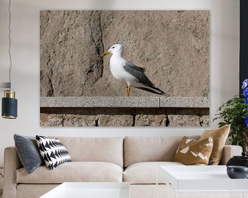 Mouette se prélassant au soleil sur un mur contre les rochers sur Gert Bunt