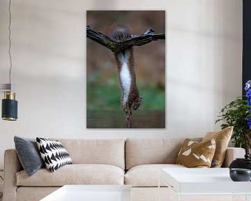 Squirrel hanging from a branch above the water. by Albert Beukhof