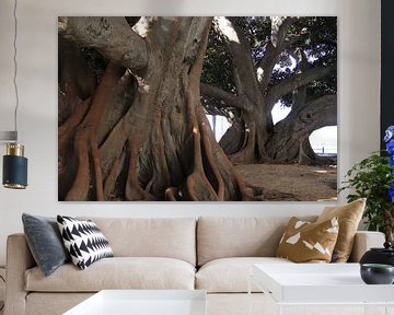 Ficus Elastica sur Jan Katuin