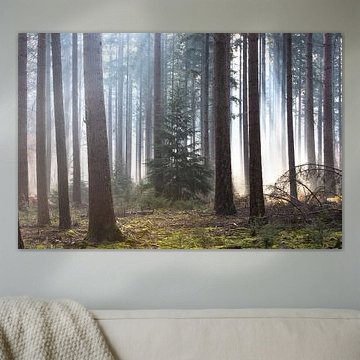 Mistige ochtend in het herfst bos op de Veluwe!