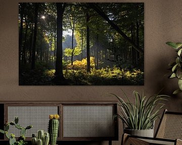 Sonneinstrahlung - Buchenwald Nationalpark Jasmund von GH Foto & Artdesign