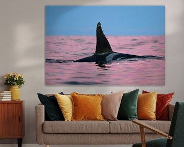 Kleurmagie en een prachtige orka fin van Koen Hoekemeijer