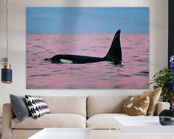 Een roze dolfijn of toch een prachtige orka? van Koen Hoekemeijer