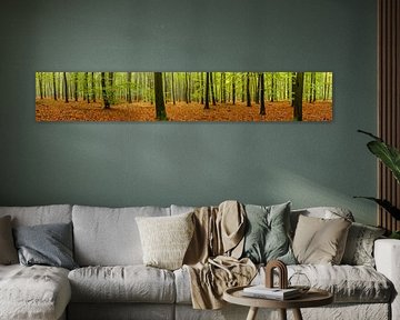 Panorama d'une forêt de hêtres sur Sjoerd van der Wal Photographie