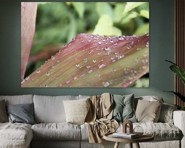 Raindrops On A Tropical Plant by Henrike Schenk