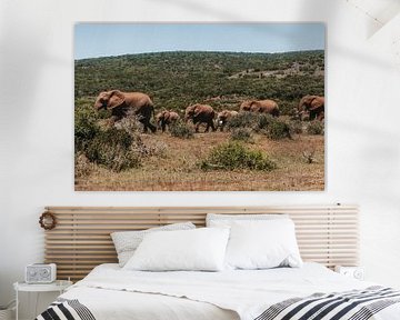 A family of elephants on the road together. by Floor Bogaerts