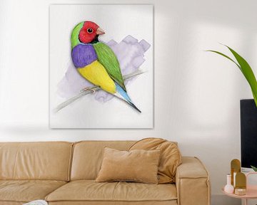 Gouldian finch colour pencil drawing by Bianca Wisseloo