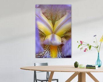 Noyau de lis bleu-violet (iris)