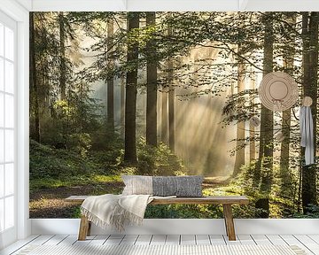 Morning light in the Black Forest by Guido de Kleijn