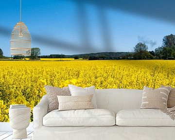 Rasender Roland im Rapsfeld bei Lonvitz auf Rügen