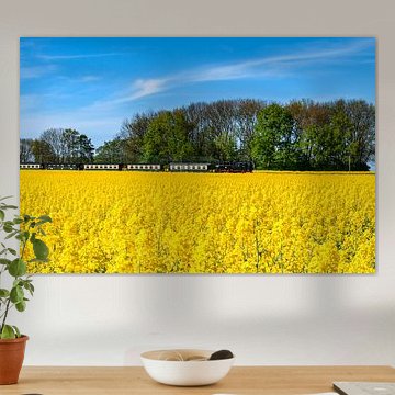 Rasender Roland im Rapsfeld bei Lonvitz auf Rügen