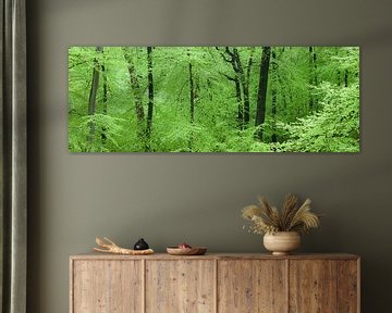 Panorama of beautiful green beech deciduous trees in the forest in spring by Bas Meelker
