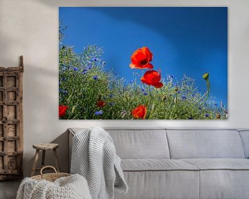 roter Klatschmohn im Gerstenfeld von GH Foto & Artdesign